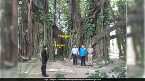 700-year-old banyan tree in Bihar named world's oldest accurately dated