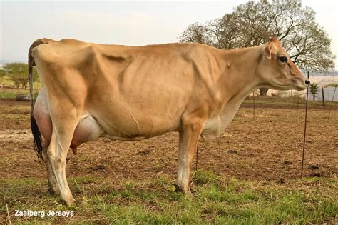 Jersey Cattle: A Guide to Dairy Cow Breeds