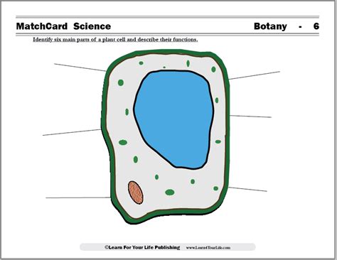 Image result for Plant Cell Lesson