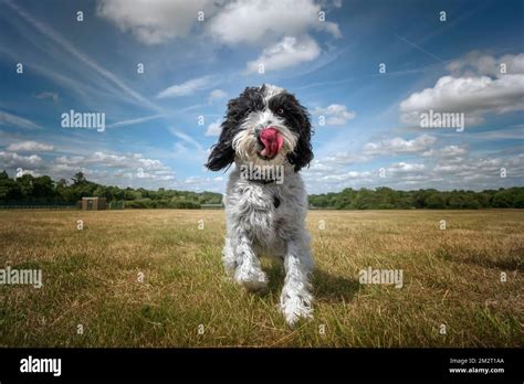 Image result for Cockapoo Tongue