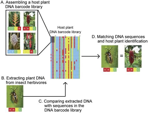 DNA Barcoding Library 的图像结果