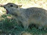 Image result for Gopher Problem