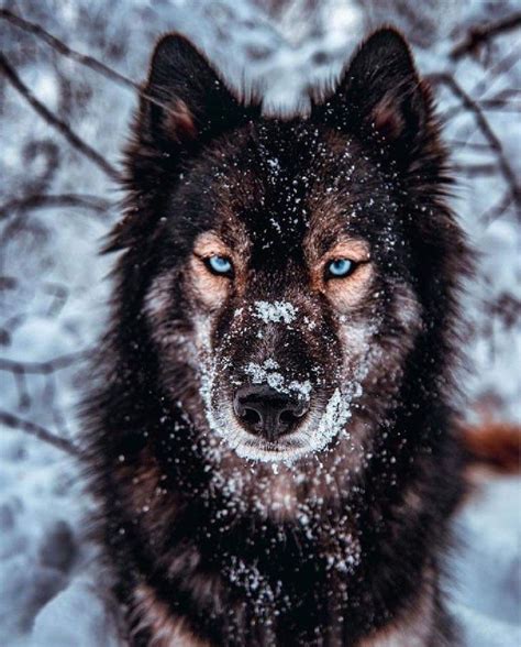 Most expensive dogs in the world – Artofit