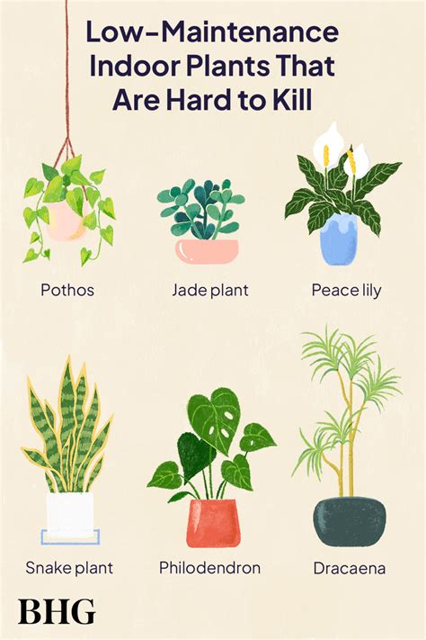 Low Light Indoor Plants You Cant Kill Top 10 Indoor Plants For Low