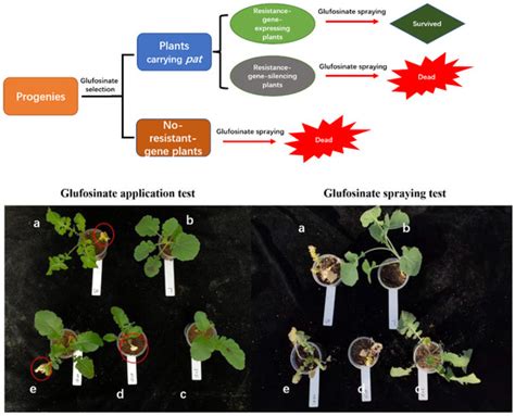Transgene Was Silenced in Hybrids between Transgenic Herbicide ...