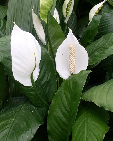 A Foolproof Fertilizing Guide for Thriving Peace Lily Blooms - LeafyJournal