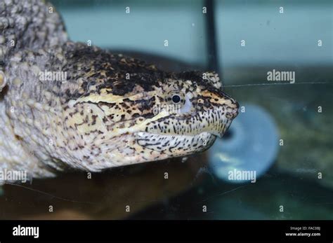 Image result for Snapping Turtle Poop