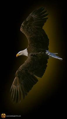 iphone black eagle wallpaper hd eagle mobile wallpaper gallery iphone black eagle wallpaper hd eagle mobile wallpaper gallery