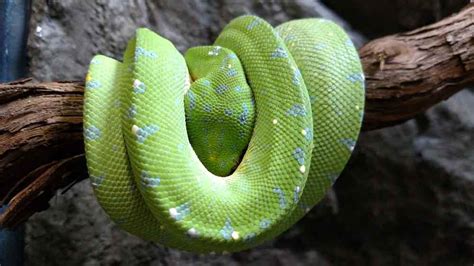 Image result for Green Tree Python Habitat