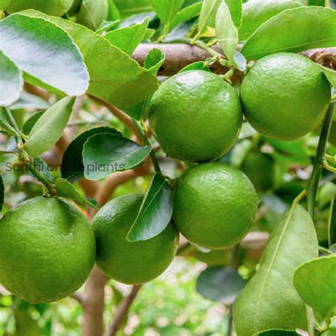 Fruit – Santhi Online Plants