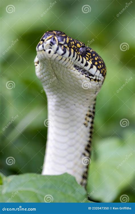 Image result for Australian Diamond Python