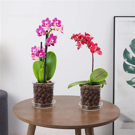 Amazon.com: PERFECTOP 2Pcs 4.3inch Glass Orchid Pots with Holes and ...