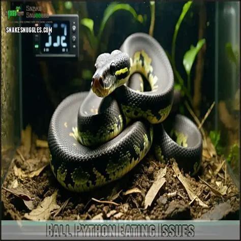 Image result for Ball Python Not Eating
