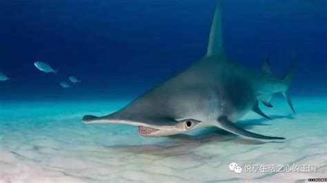 抖音直播吃国家二级保护动物锤头鲨，是蠢还是坏？ - 知乎