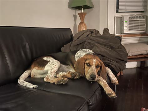 American English Coonhound Beagle Mix Bluetick Coonhound: Dog Breed