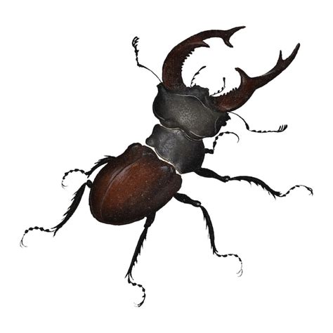 Stag beetle png sticker insect transparent background remastered by ...