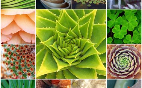 Patterns In Nature » Joyful Roots - Botanical Wellness + Creative Alchemy