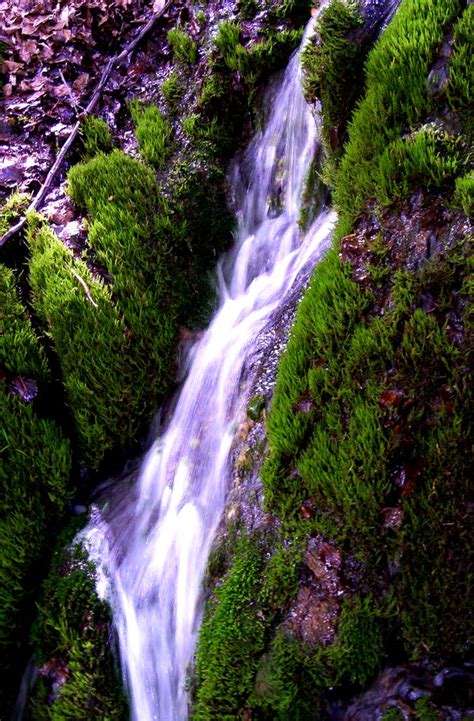 Image result for Spring of Life 2000