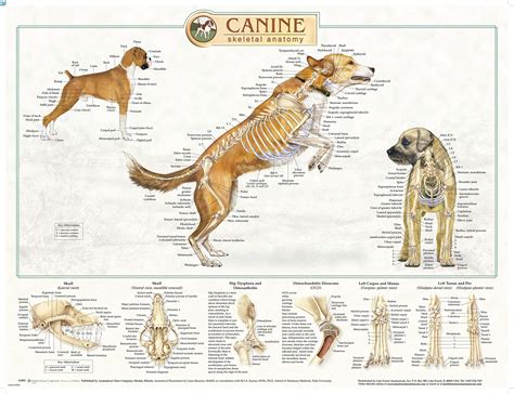 Buy Canine Anatomy, Complete Set of 3 Charts. Buy the Set and SAVE ...