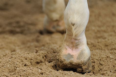 Lumps & Baffling Bumps: What's a Horse Chestnut? - Horse Rookie