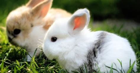 Just Cute - Rabbits