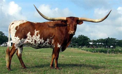 TLC | Texas Longhorn Cattle