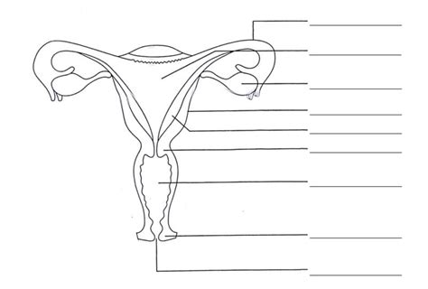 Image result for Life Science Human Reproduction System