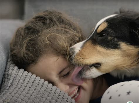 Dog genetics suggest that behavior is more than just breed | Broad ...