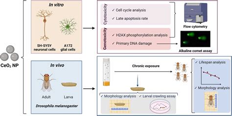 Image result for Nanoparticles Biocompatibility