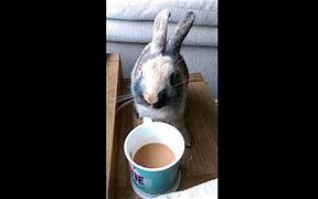 Image result for Rabbit Drinking Tea