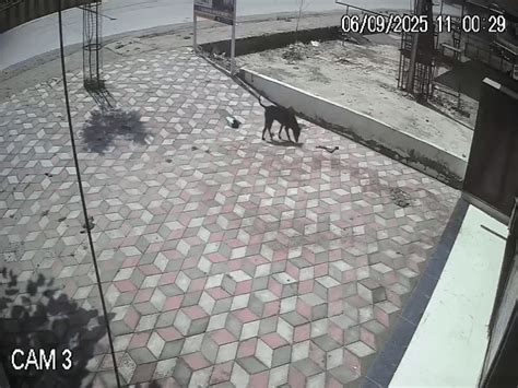 Five stray dogs maul calf in Rewa: Gruesome CCTV footage shows nine ...