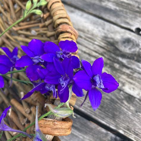 Dark Blue Field Larkspur 'Blue Spire' (Consolida ajacis) seeds