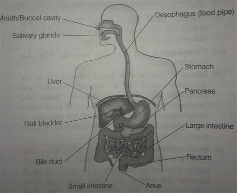 draw the schematic diagram showing human alimentary canal and lable the ...