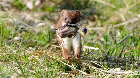Image result for Stoat Predators
