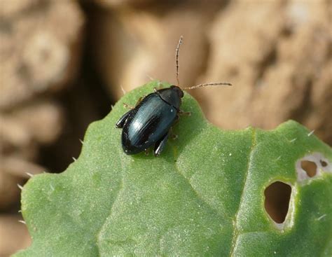 Rapsbeize Lumiposa: Landhandel importiert polnisches Saatgut ...