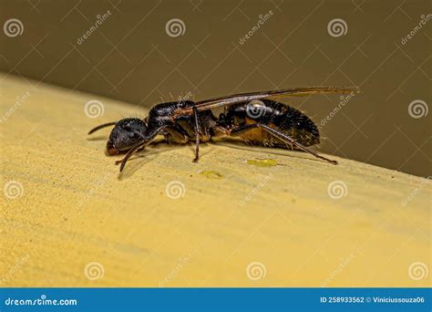 Adult Female Winged Carpenter Queen Ant Stock Photo - Image of insect ...