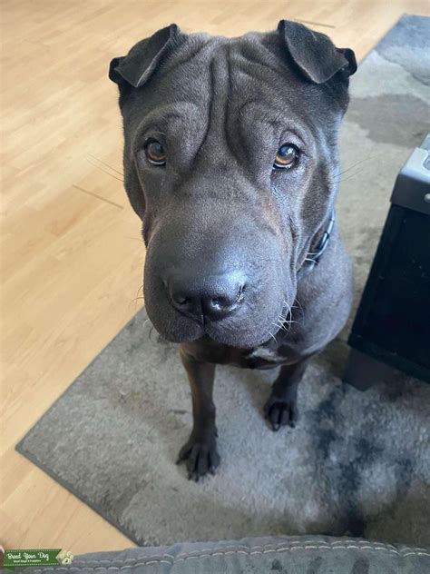 Black Shar Pei - Stud Dog TX - Breed Your Dog