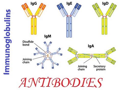 Immunoglobulin function, types, test & immunoglobulin deficiency