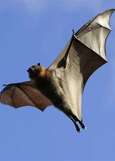 Wallpaper Bats by Bats Wallpapers High Quality Free Wallpaper Bats
