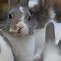 Image result for Outdoor Pet Rabbit