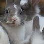 Image result for Rabbit Breeds in India