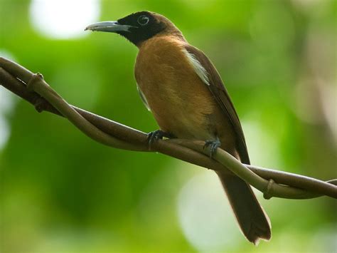 Rennell Shrikebill - eBird
