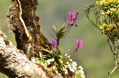 Orchid In Natural Habitat | Orchid Flowers