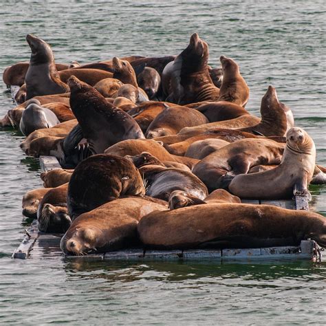 CRESCENT CITY HARBOR (2024) All You Need to Know BEFORE You Go (with ...