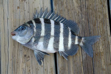 Download Sheepshead Fish Pictures | Wallpapers.com