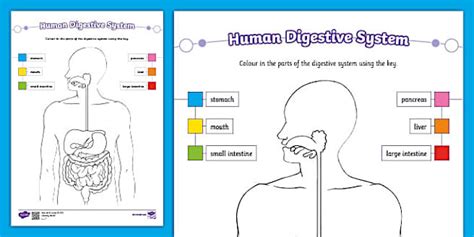 Human Digestive System Colouring Worksheet
