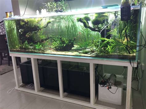 Big Fish Tank