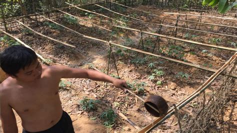 Primitive Videos 的图像结果