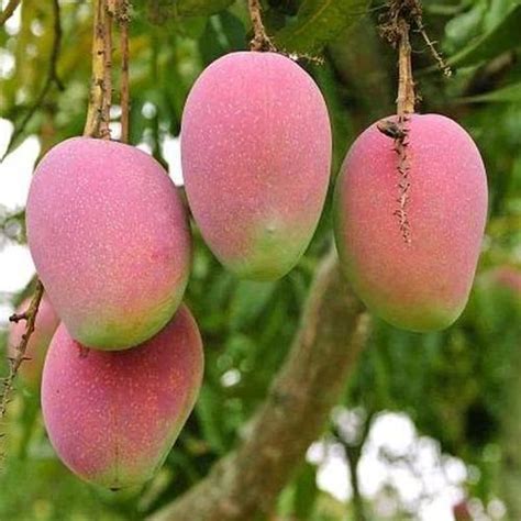 Suvarnarekha Mango Manufacturers and Suppliers from Chittoor