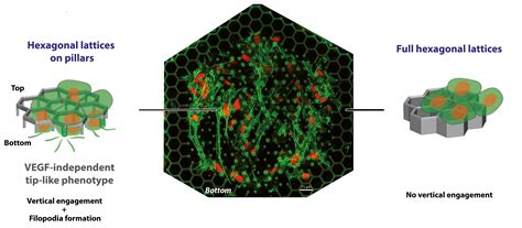 Dynamics of Endothelial Engagement and Filopodia Formation in Complex ...